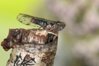 Un cixiide (Homoptre - Cixiidae - Cixius sp.)
